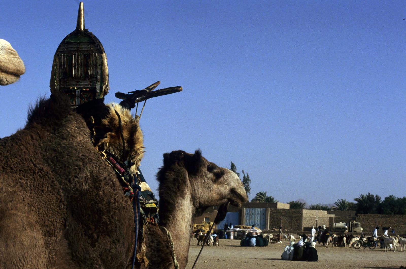 dromadaire traditionnel des touareg 