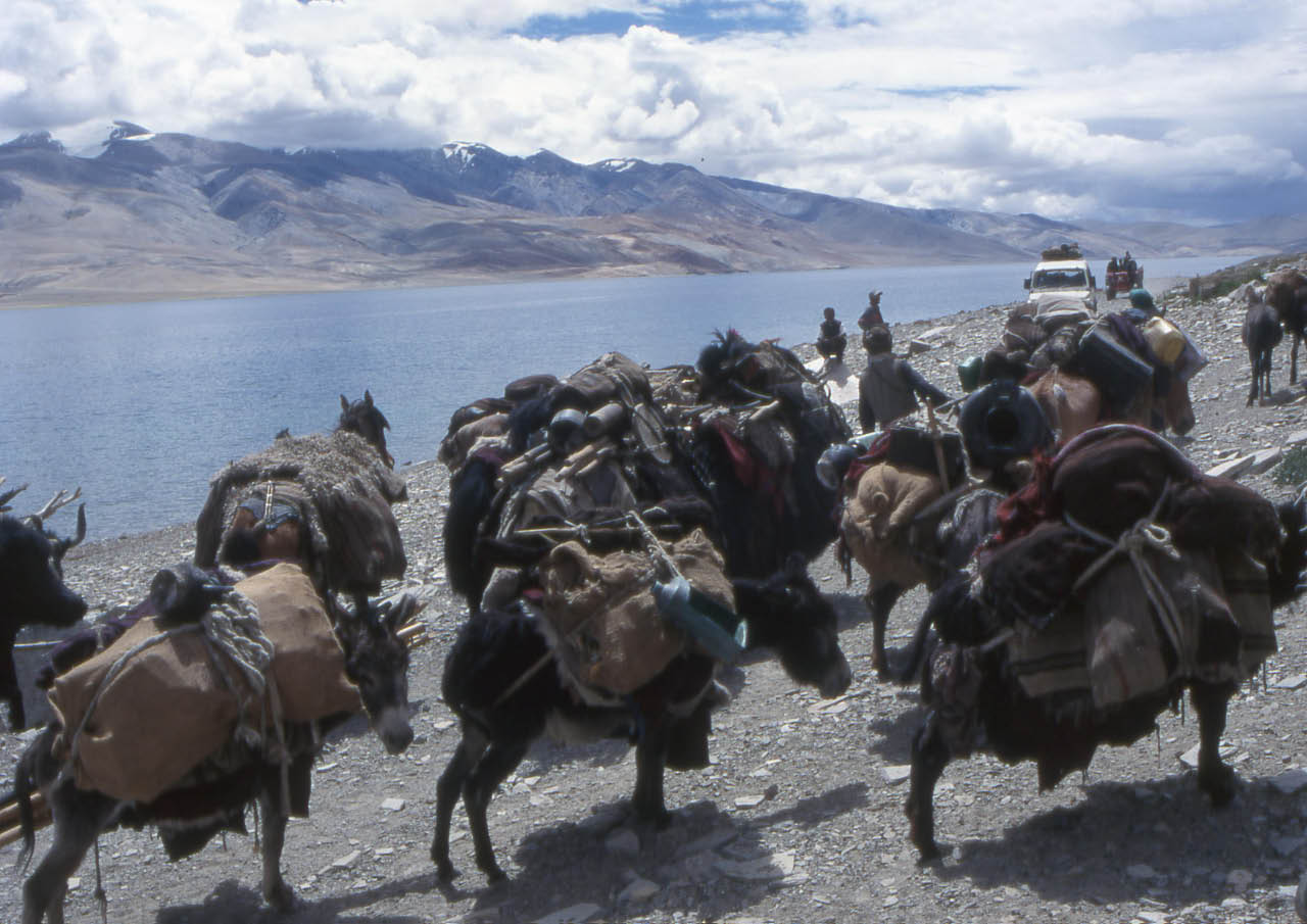 nomades dans le Chang Tang