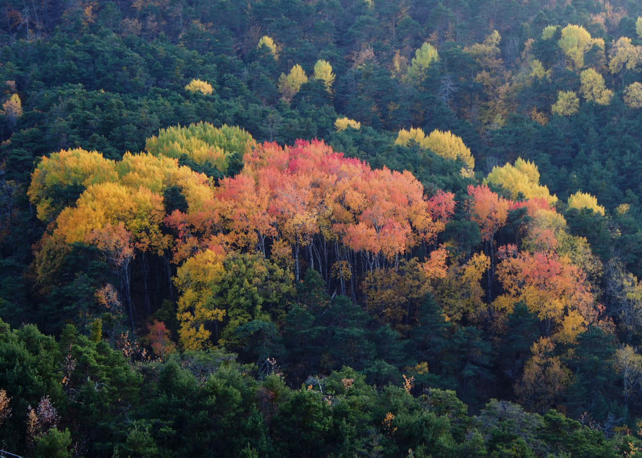 Feu d'artifice d'automne un feu d'artifice d'automne