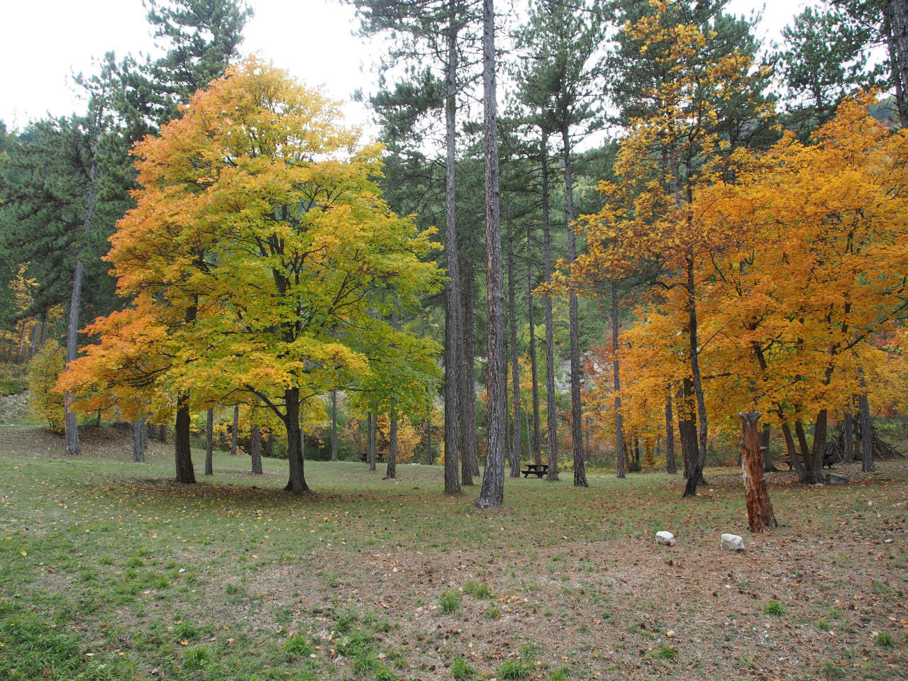 place de bivouac automnale place de bivouac automnale