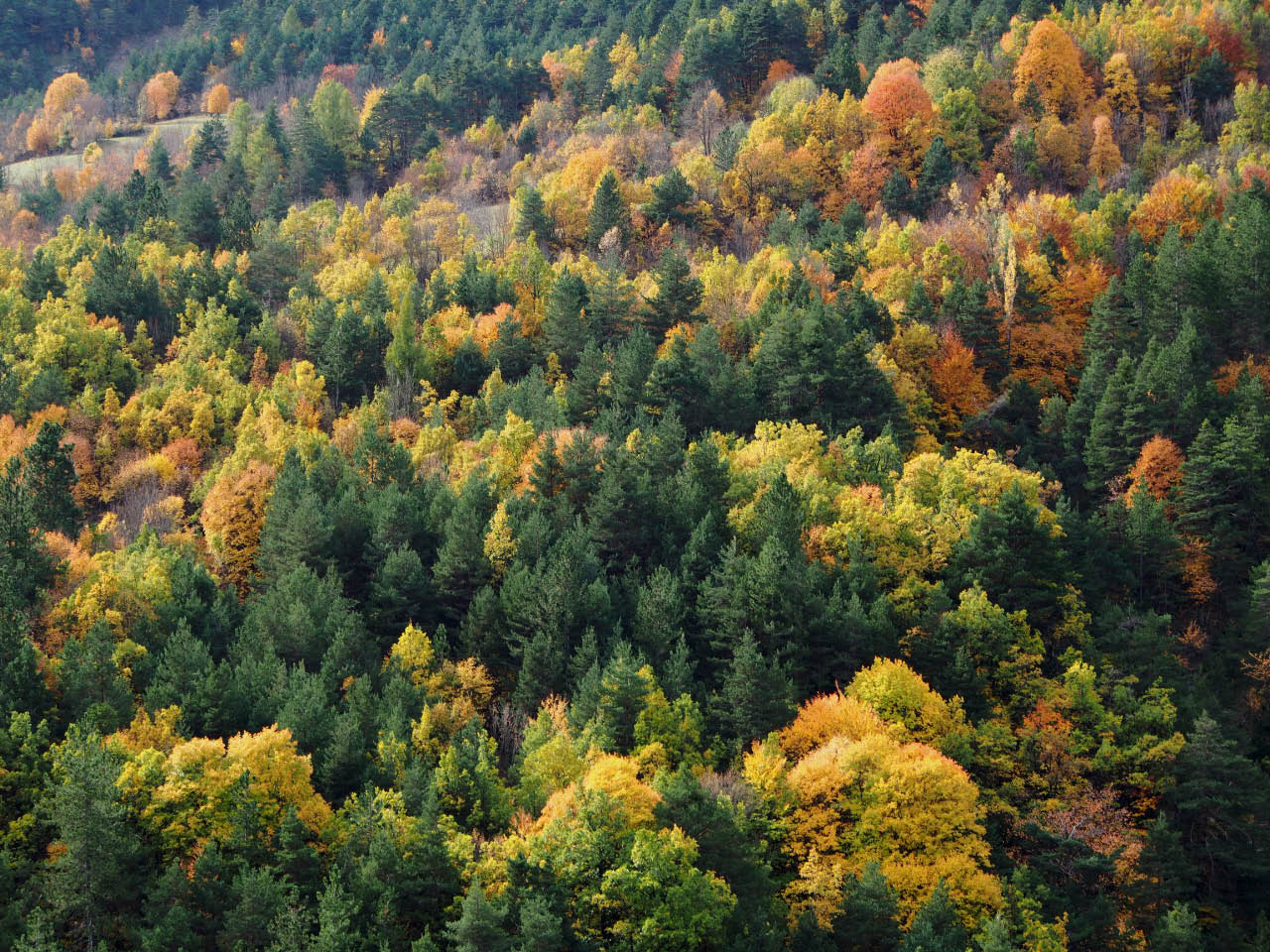 encore un feu d'artifice de couleurs d'automne Thumbnail image