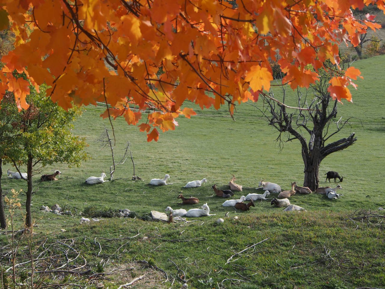 des chèvres de haute Provence Thumbnail image