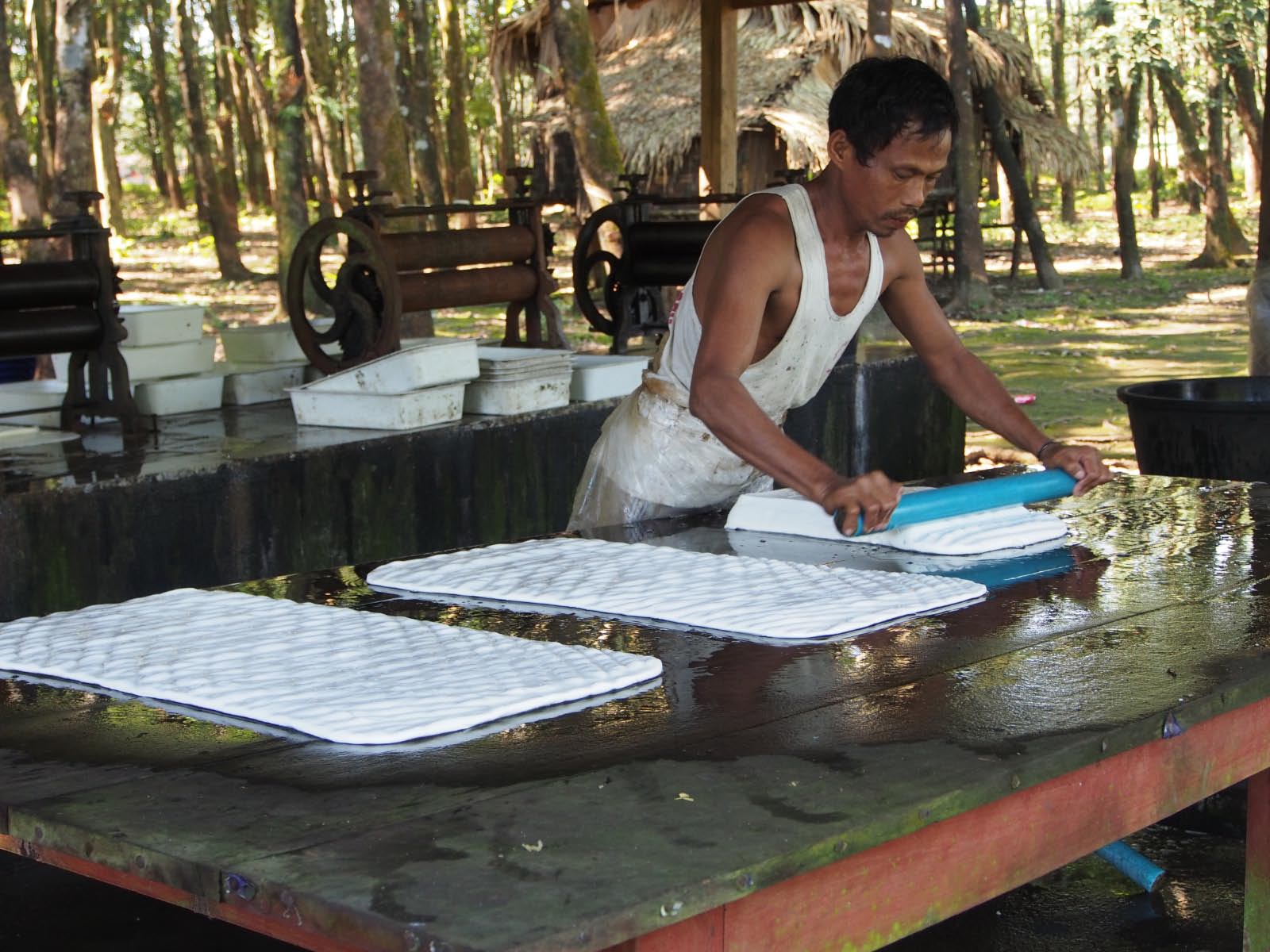 recolte et conditionnement du latex recolte et conditionnement du latex