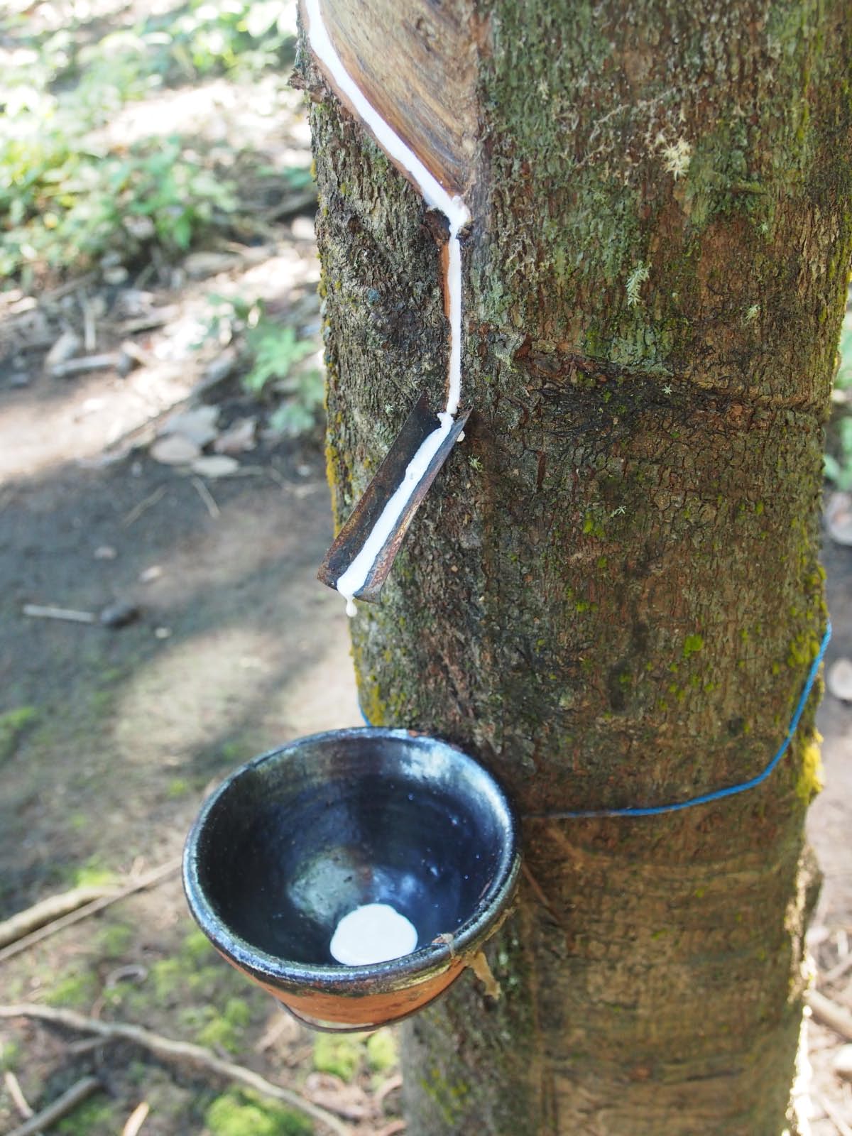 incision de collecte du latex incision de collecte du latex