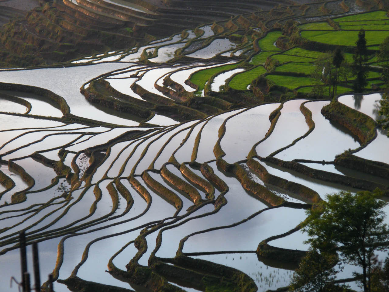 Rizières de  Yuanyan