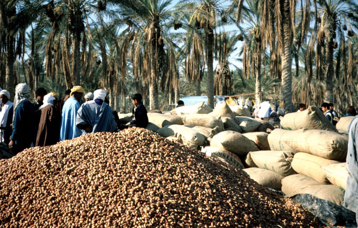 oasis nord africaine