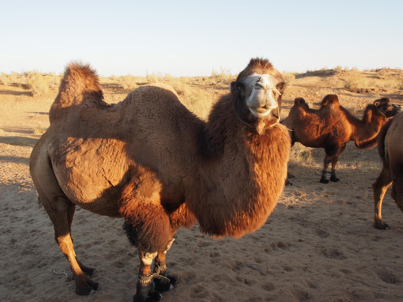 L'Asie sèche - Ouzbékistan L'Asie sèche - Ouzbékistan