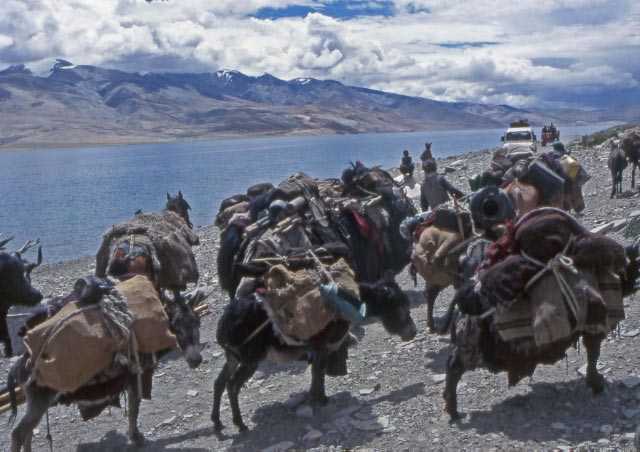 Lac tsomoriri-nomades