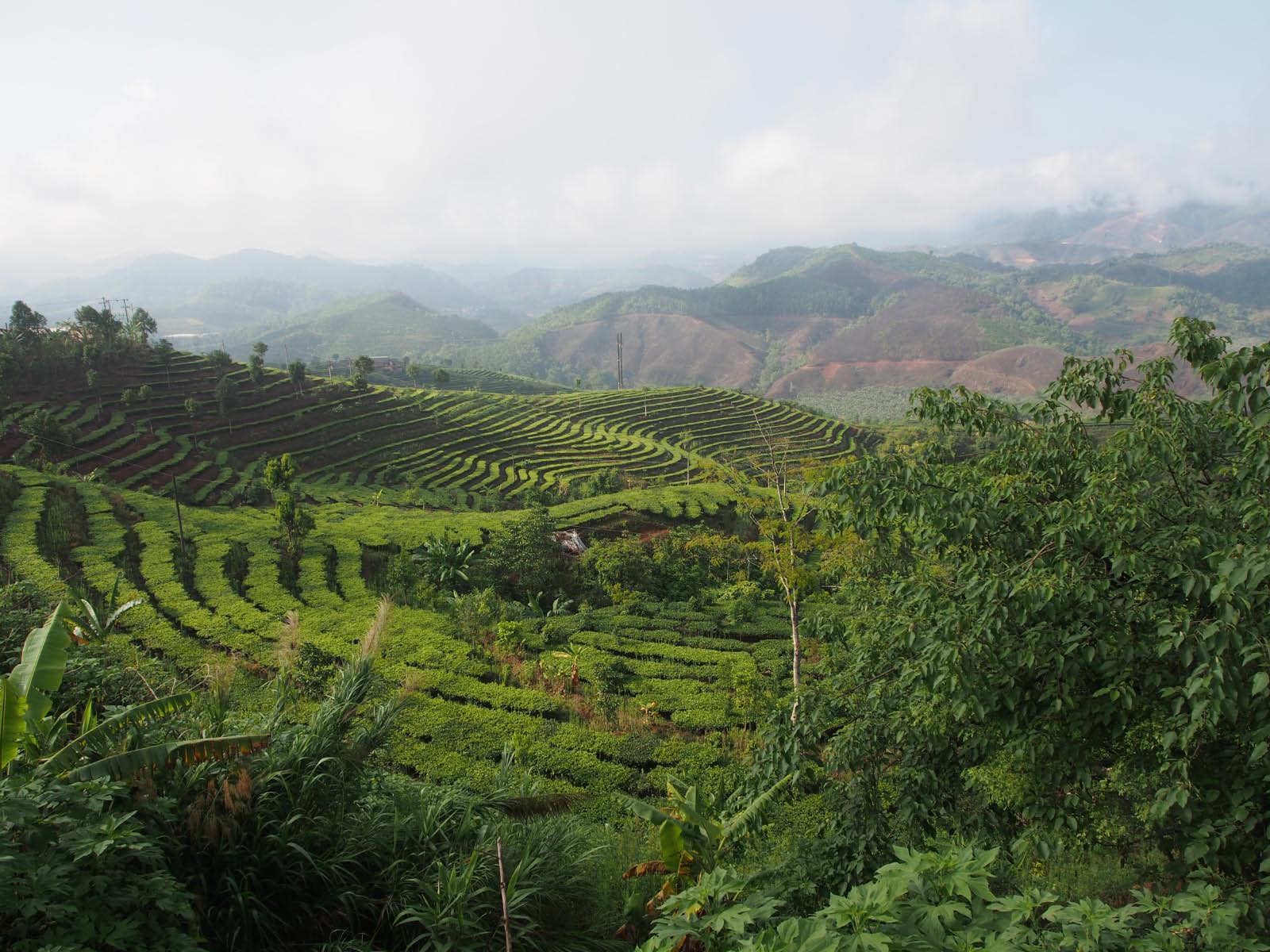 culture du Thé Pu'er culture du Thé Pu'er