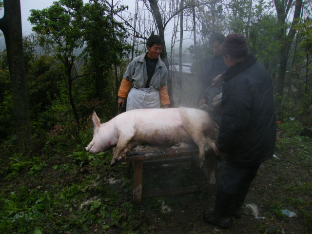 Buyei-15 - sacrifice d'un cochon