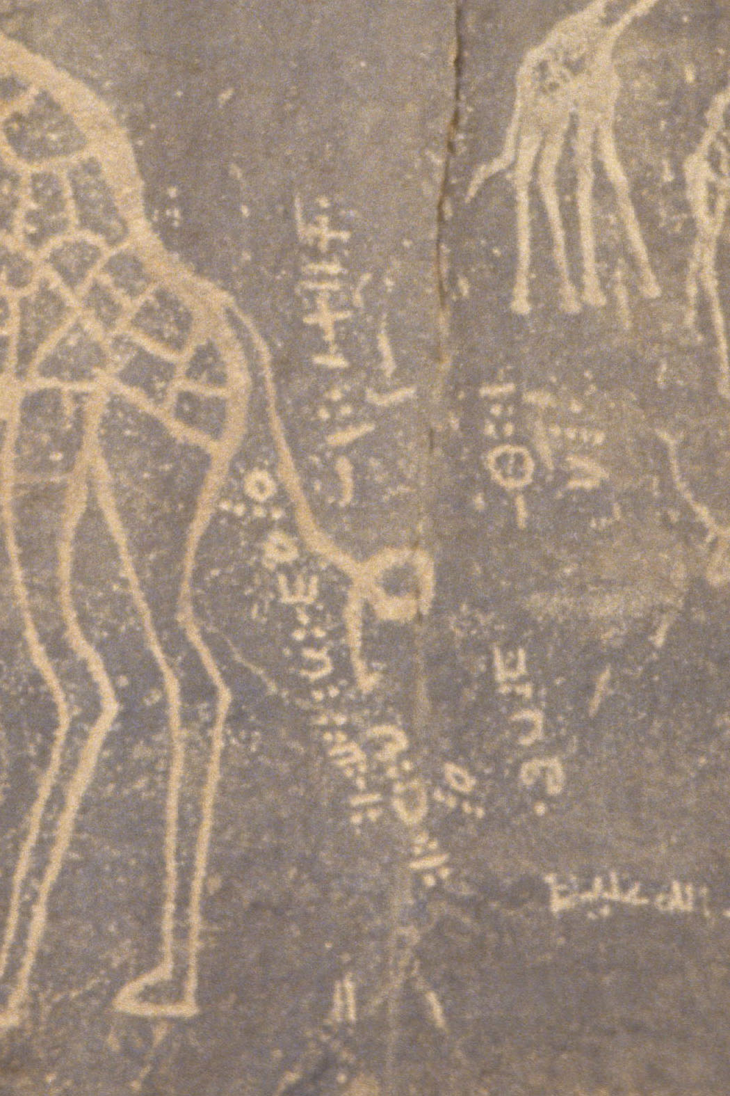 tifinar : écriture Touareg a la queue de la giraffe