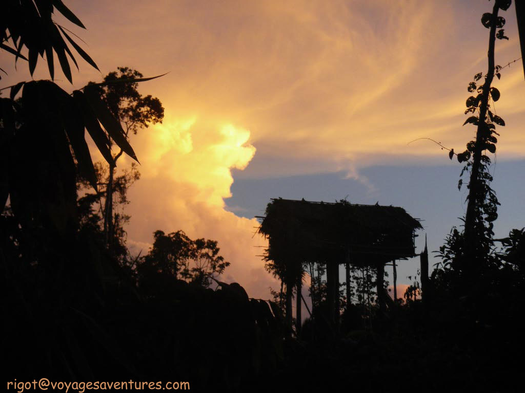 maison dans les arbre des Korowai maison dans les arbre des Korowai
