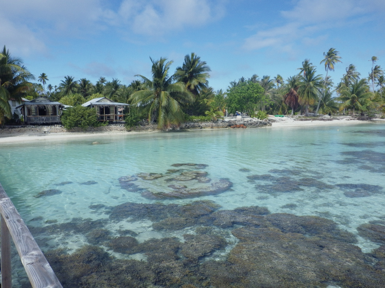 Jardin de corail a Fakarava Jardin de corail a Fakarava