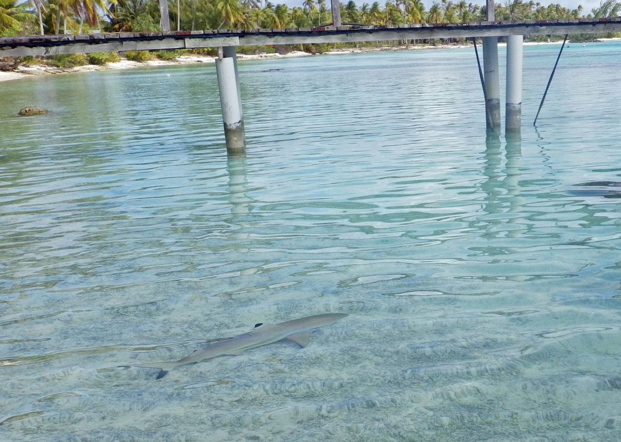 requins a pointe noire petits requin dans un lagon des Tuamotu