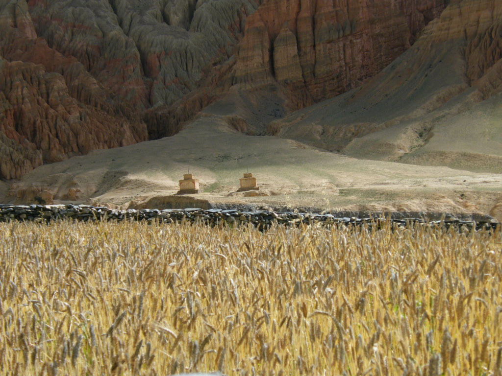 Champs d'orge Le Mustang cultive l'orge et le sésame