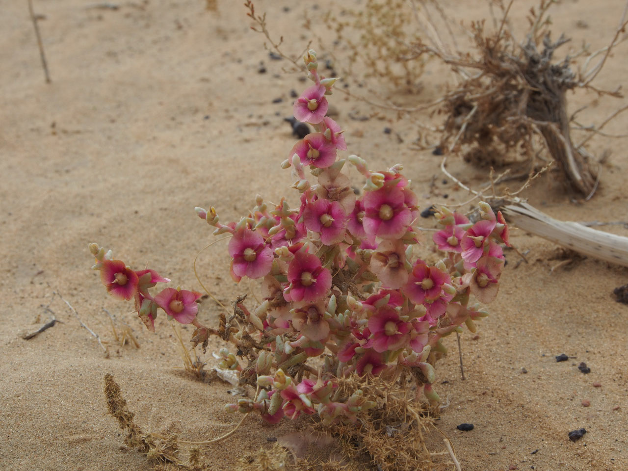 végétation du désert Kyzyl Kum végétation du désert Kyzyl Kum